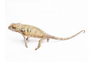 Furcifer pardalis, Nosy Be juvénile